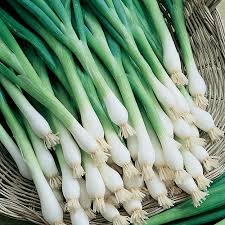 Organic Fresh Green Onion, for Human Consumption