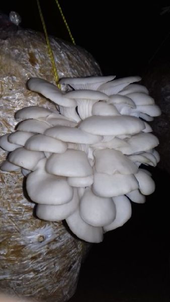 Fresh Agro Organic Oyster Mushroom, for Cooking, Packaging Type : Plastic Container