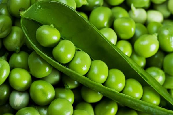 Fresh Pea, Packaging Size : 50Kg, 20Kg, 5Kg