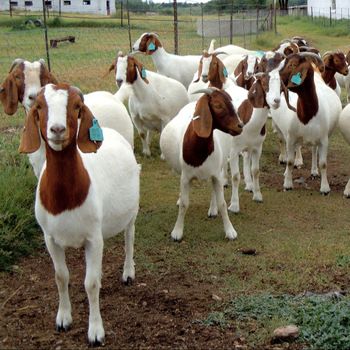 Boer Goats