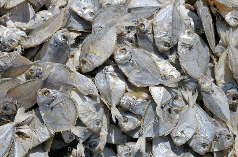 Dried Negombo Fish, for Household, Restaurants, Packaging Type : Carton Box, Vaccum Packed