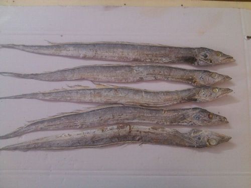 Dried Ribbon Fish, for Human Consumption, Packaging Type : Carton Box, Vaccum Packed