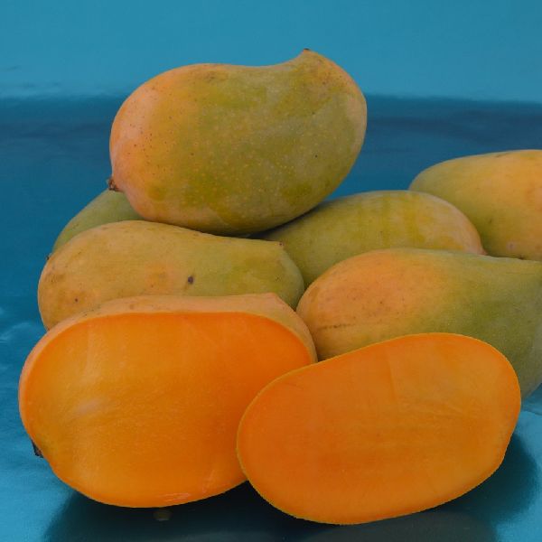 Kesar Mango, For Direct Consumption, Food Processing, Packaging Type : Corrugated Box