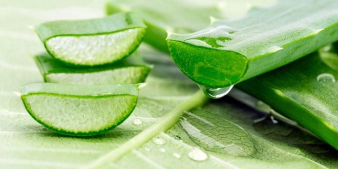 Aloe vera Leaves