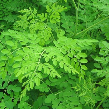 Organic Moringa Leaves, Color : Green