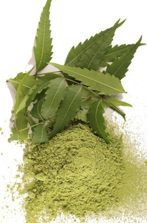 Neem Galoi Powder