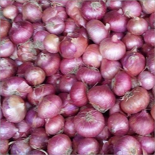 Organic Fresh Pink Onion, Shelf Life : 1month