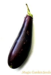 Organic Long Eggplant, Packaging Type : Plastic bags, Packets