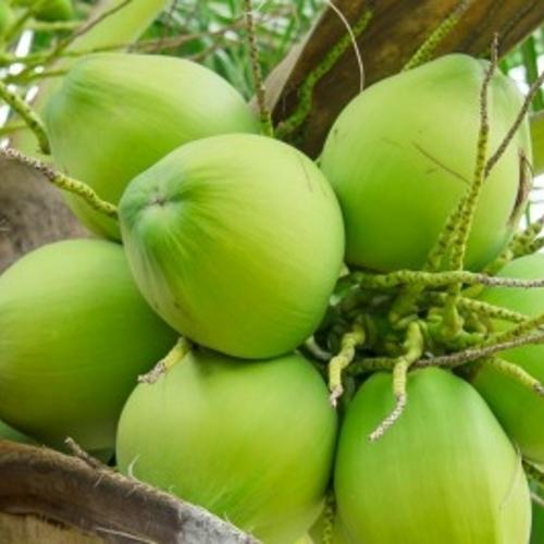 Organic Green Coconut