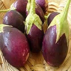 Organic Round Eggplant, Packaging Type : Plastic Bags