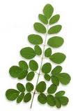 Moringa Oil, Certification : CE, GMP, MSDS