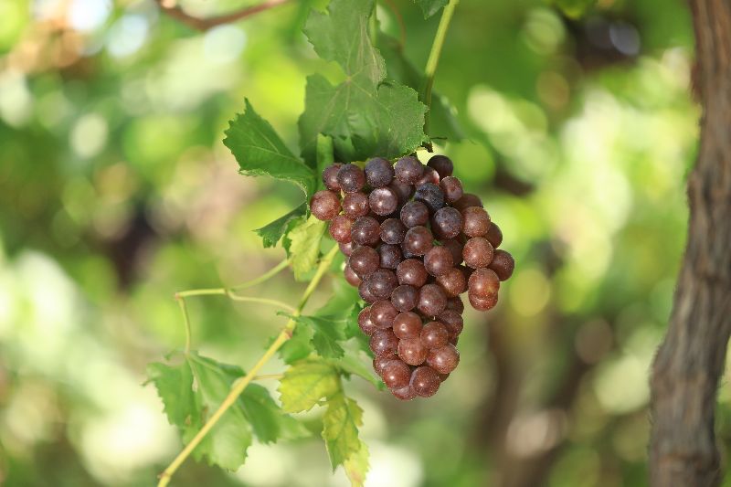 Fresh Flame Red Seedless Grapes, Packaging Size : 10-20kg