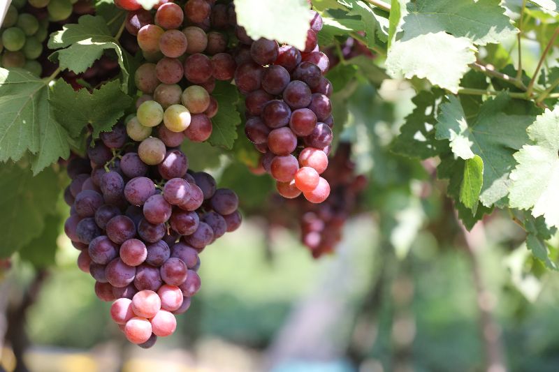 Fresh Red Globe Grapes