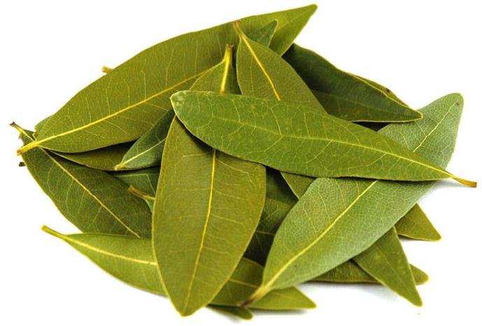 Fresh Bay leaf, Packaging Type : Vacuum Packed