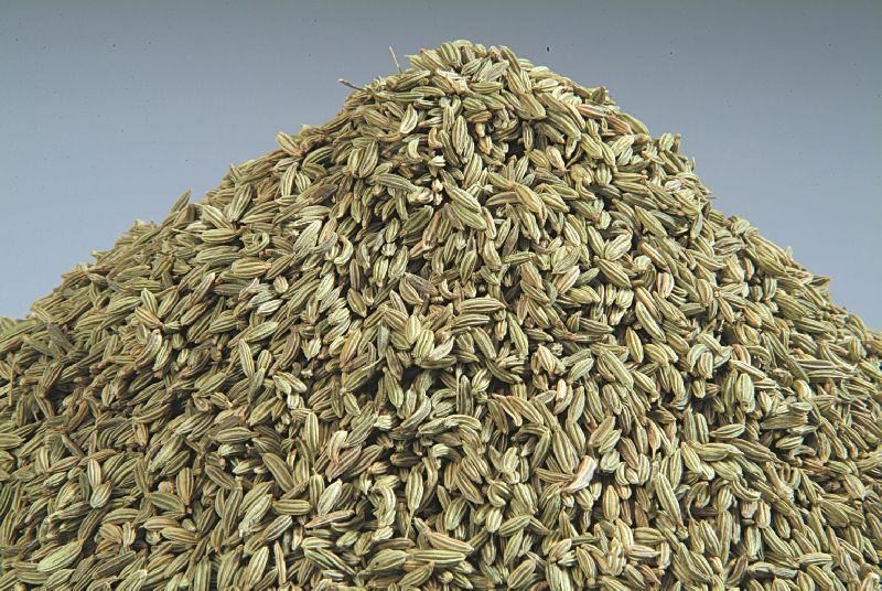 Fresh Organic Fennel Seeds, Packaging Size : 100Gm, 250Gm, 500Gm, etc