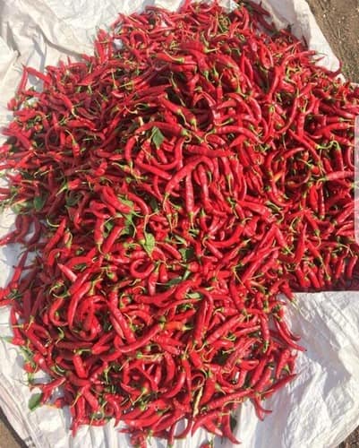 Organic Bright Dried Red Chilli