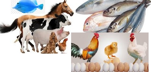 All Veterinary Products
