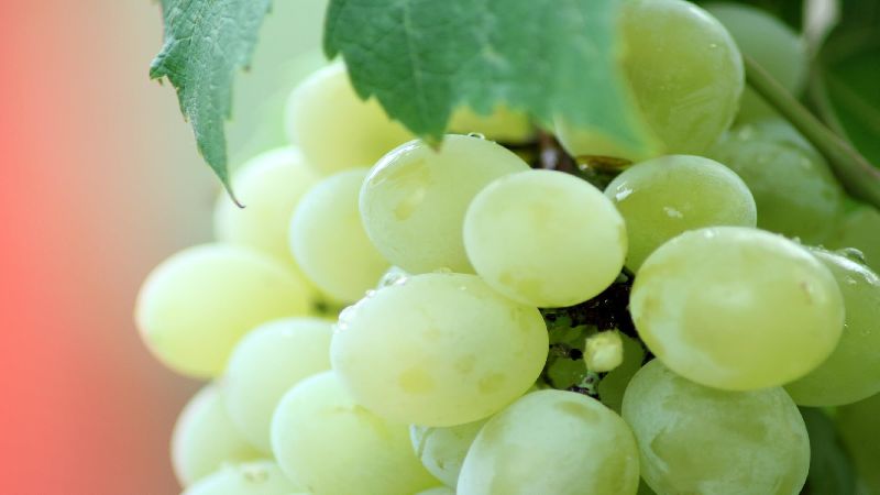 Organic Fresh Grape