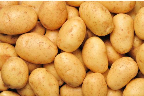 Organic fresh potato, Packaging Size : 40-50kg