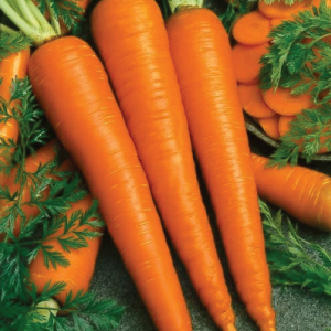 Orange carrot, Style : Fresh