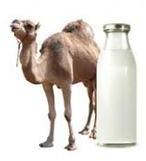 Pure Camel Milk, for Drinking, Packaging Type : Paper Box, Bottle