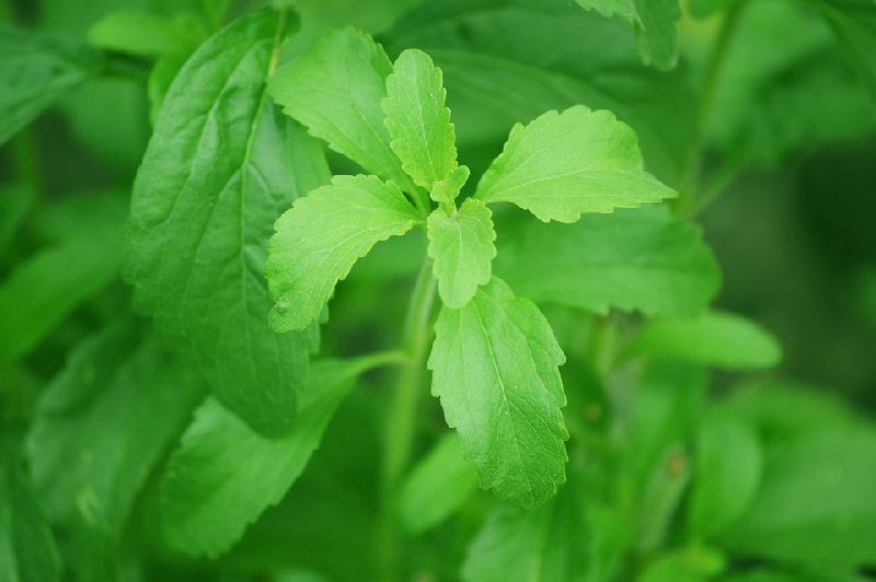 Organic Fresh Stevia Leave, for Cooking, Color : Green