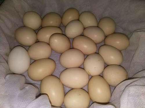 Kadaknath Egg, for Bakery Use, Packaging Type : Tray