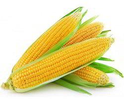 Organic Yellow Sweet Corn, Style : Fresh