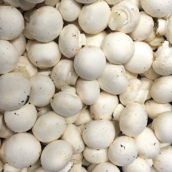 Fresh Organic Button Mushroom, Color : Off White