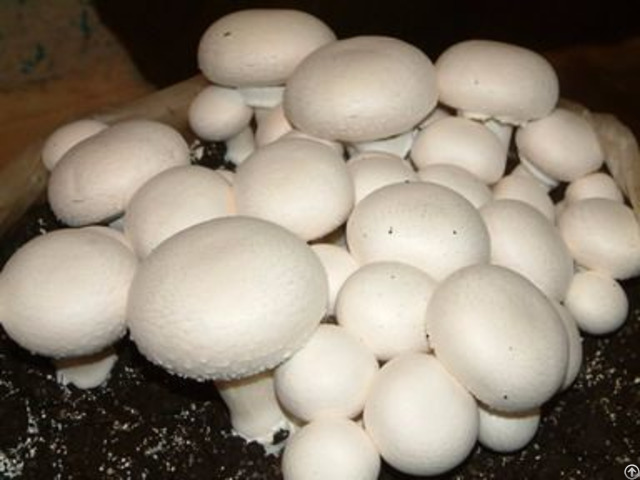 Fresh Pure Button Mushroom