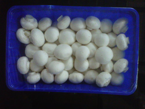 Fresh White Canned Button Mushroom