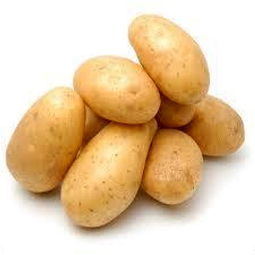 Natural Fresh Medium Potato, for Cooking, Restaurant, Packaging Size : 30-40kg, etc