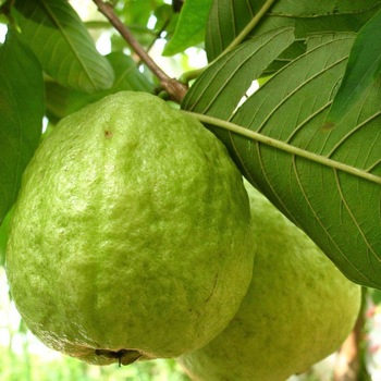 Natural Green Guava