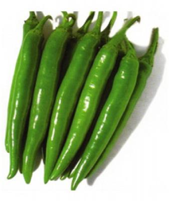 Organic Natural Green Long Chilli, Packaging Type : PP Bag