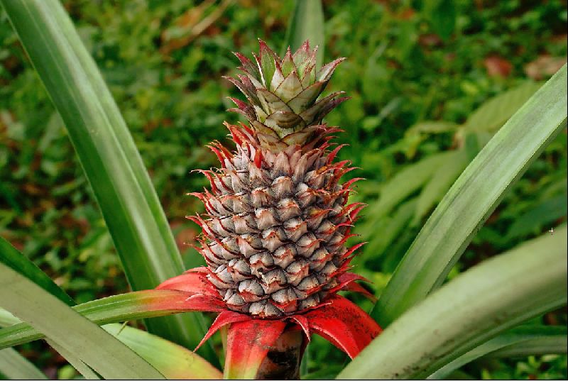 Natural Pineapple