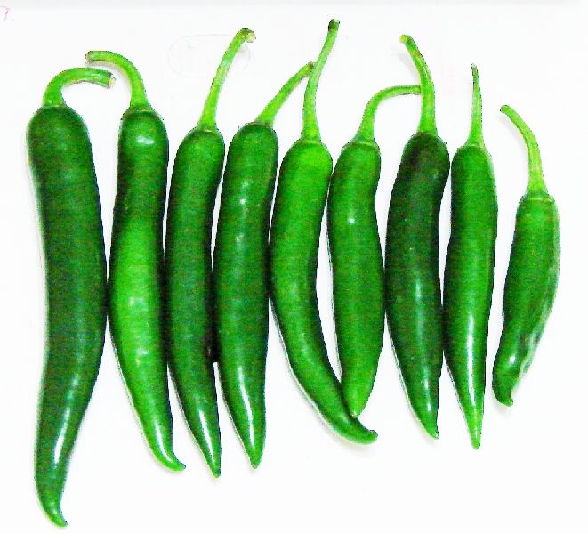 Organic Green Long Chilli