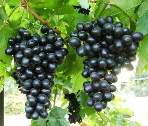 Organic fresh black grapes, Packaging Type : Net Bag, Plastic Box