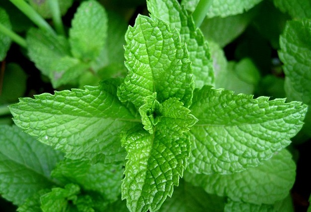Organic Fresh Mint Leaves, for Cooking, Feature : High Nutrition, Hygenically Packed
