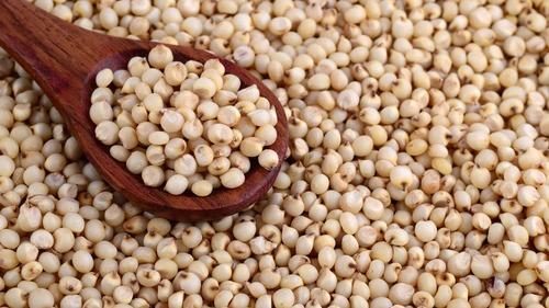 Sorghum Seeds, Feature : Full Of Proteins
