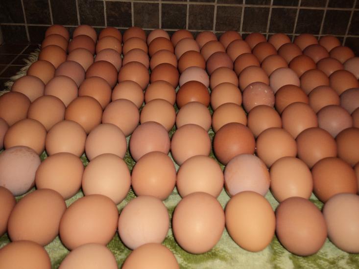Pure brown eggs