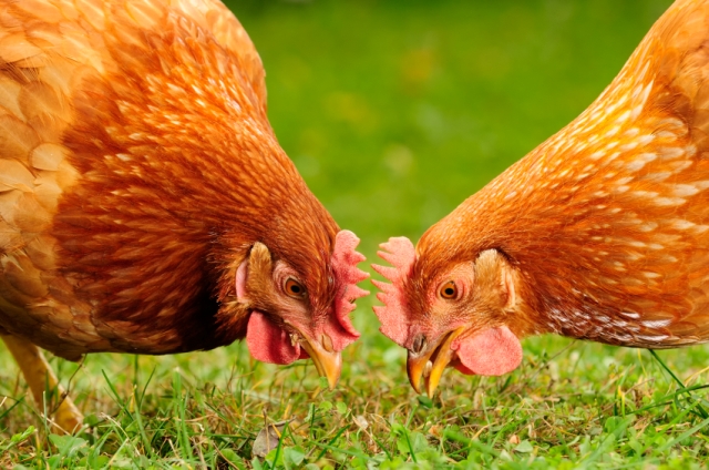 Rajasri Poultry Chicks