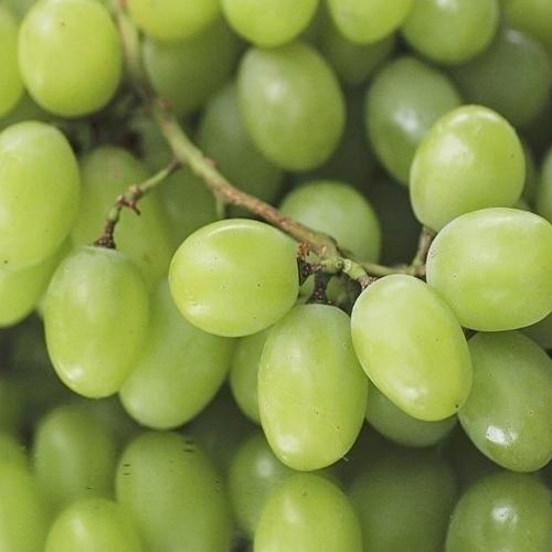 Organic Green Grapes, Feature : Good For Health, Non Harmful