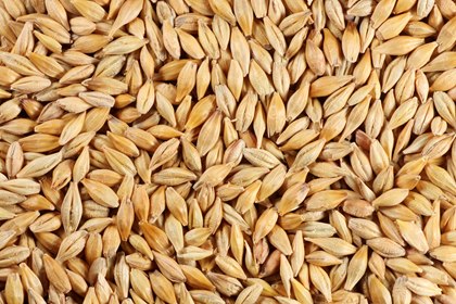 Organic Barley Seeds, Color : Brown