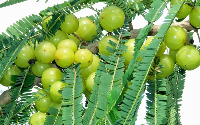 Organic Fresh Amla, for Cooking, Medicine, Skin Products, Packaging Size : 5-20kg, Etc