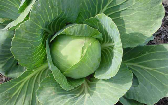 fresh cabbage