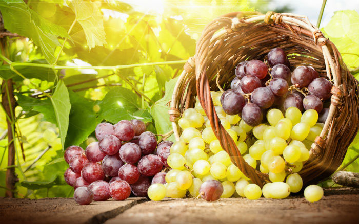 Organic fresh grapes, Shelf Life : 7-10days