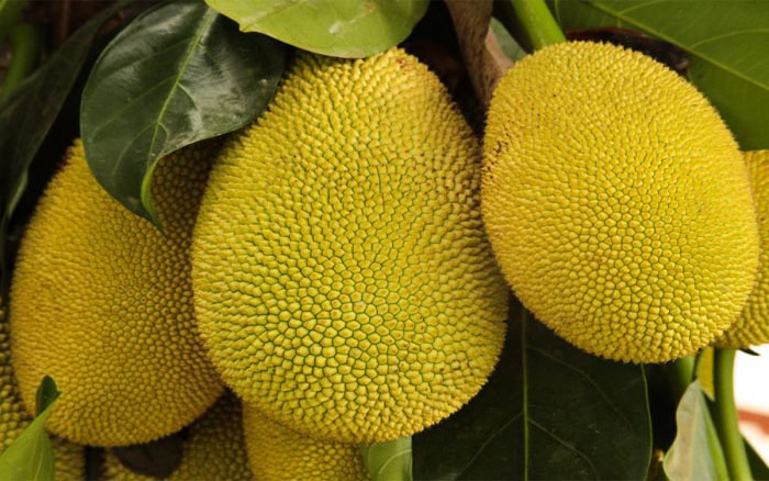 Fresh Jackfruit