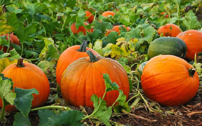 Organic Fresh Pumpkin, for Pesticide Free ( Raw Products)