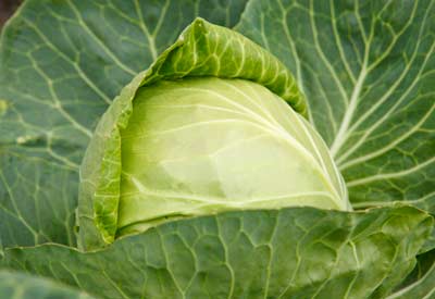Natural Cabbage, Shelf Life : 10-15days