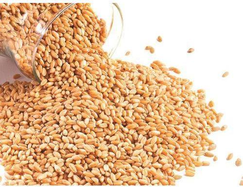 Organic Natural Wheat Seeds, for Food, Purity : 99%